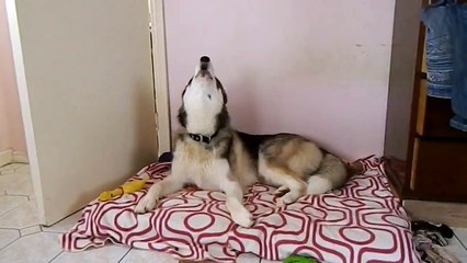 Husky dog sings 'I Feel Good'