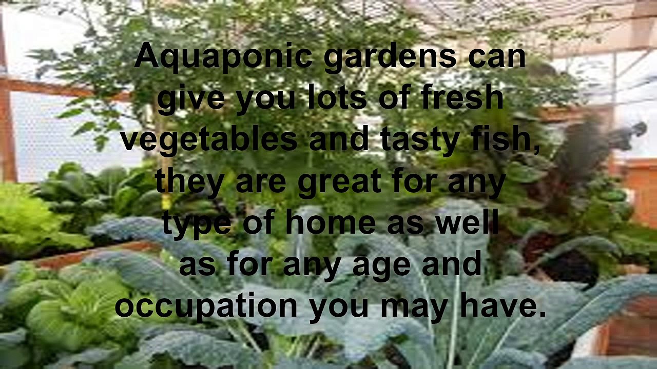 Best Proven guide for Aquaponics Systems