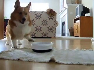 Ce corgi est tout excité à chaque fois qu'il va manger