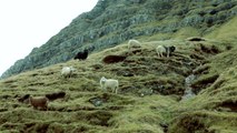 Faroe Islands Sheep and Wool