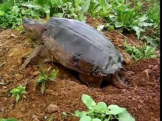 TORTOISE LAYING EGGS, PROTECTACOW SANCTUARY 6.03.07