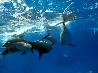 Nager avec les dauphins