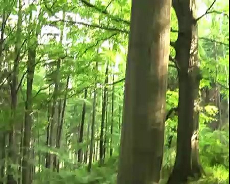Datel a strakoš