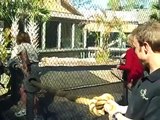 Matt Kenseth and a tiger in Tug of War at Busch Gardens Tampa
