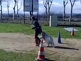 cherokee berger blanc suisse des washita ahow au mordant