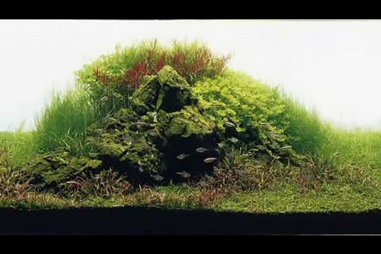 Akwarium w stylu nature