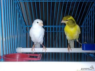 singing canary flawta song flawta sesi