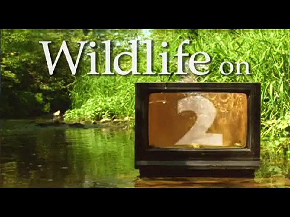 Giraffe the impossible animal 1of5.mp4