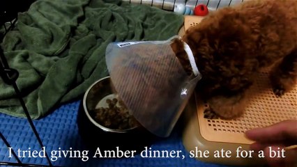 Amber Toy Poodle - Taking care of weak Amber after spaying