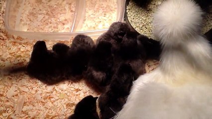 Silkie chicken hatching