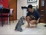 Smartest Dog tricks by Whisky, the miniature schnauzer