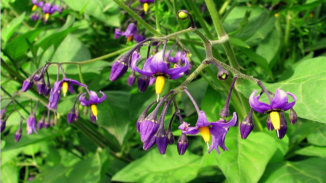 Dulcamara