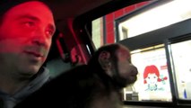 Monkey Visits Wendy's Drive Thru