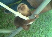 Adorable Baby Sloths Practice Their Swinging