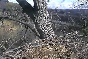 Decorah Eagle Nest New Cams