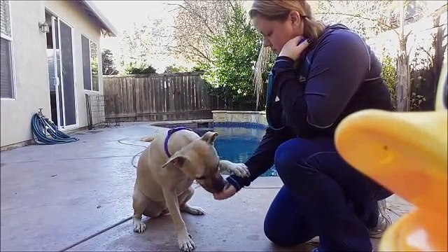 Teach your dog to shake in one afternoon (clicker training)
