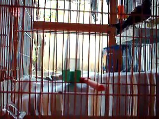 طريقة شراء الحسون المقنين السوفاج وكيفية ترويضه لكي يعتاد على الانسان amir debah