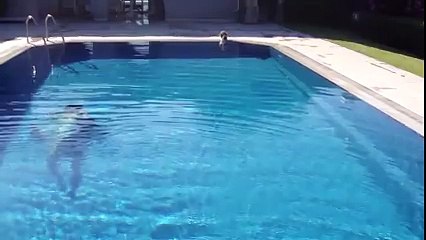 The Cat at pool made the day Epic Funny