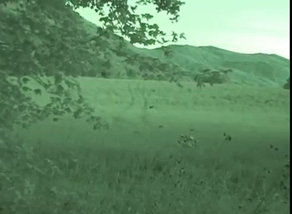 CAPRIOLI NEL PARCO NAZIONALE DEL POLLINO