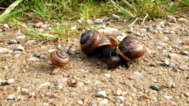 Latvijas daba. Gliemeži. Fujifilm FinePix HS20EXR super zoom video test