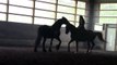Andalusian Lipizzan Dressage Horse performs with Friesian Horse at Liberty