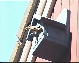 Phoenicurus phoenicurus