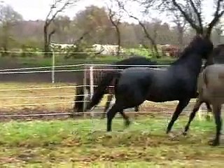 Valentino AG und CMG Bolero