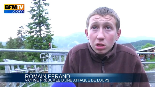 Alpes-de-Haute-Provence: encerclés par des loups