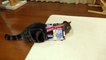 Ce chat adore les boites en carton, surtout les petites boites!