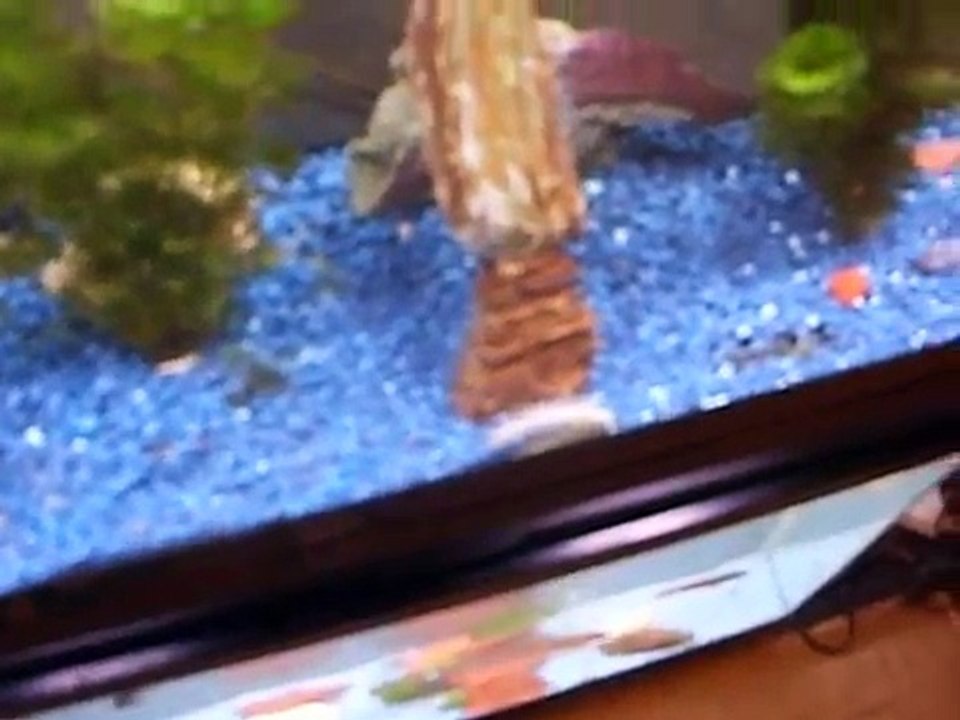 55 Gallon and 30 Gallon Tank Update (Pacu Eating Broccoli)