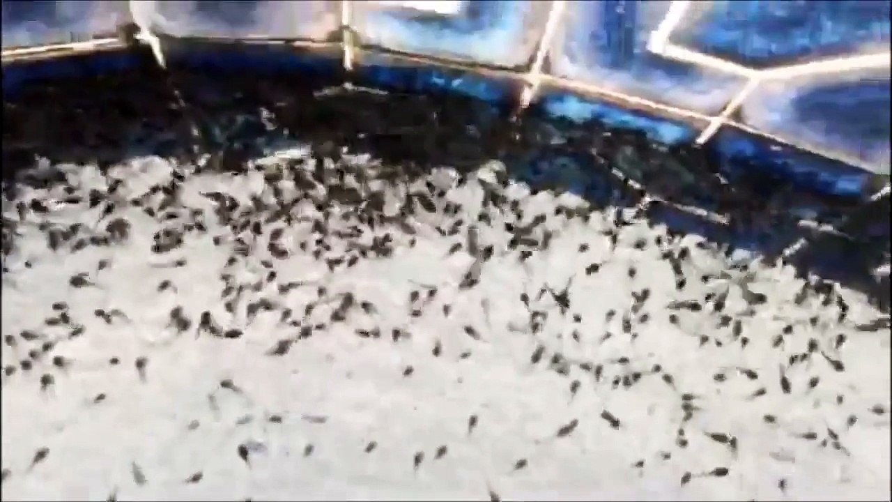 Des indiens en panique à cause d'une invasion de têtards dans la piscine