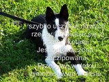 KSOZ i OTOZ Animals Krosno : ''Zwierzęta do Adopcji: Psy ''