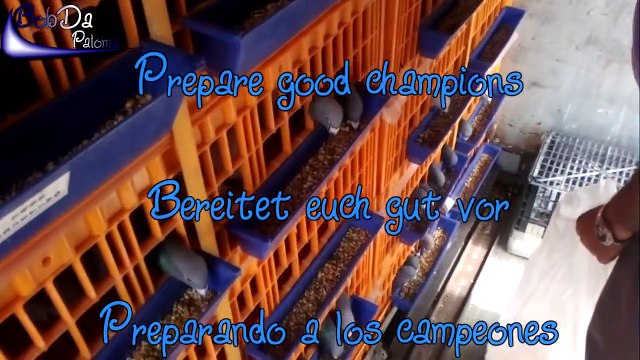 6.Concourse / 6.Konkurs / 6.Concurso [Mataporquera] Pigeons/Brieftauben/Palomas 2012