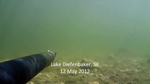 Подводная охота в канаде