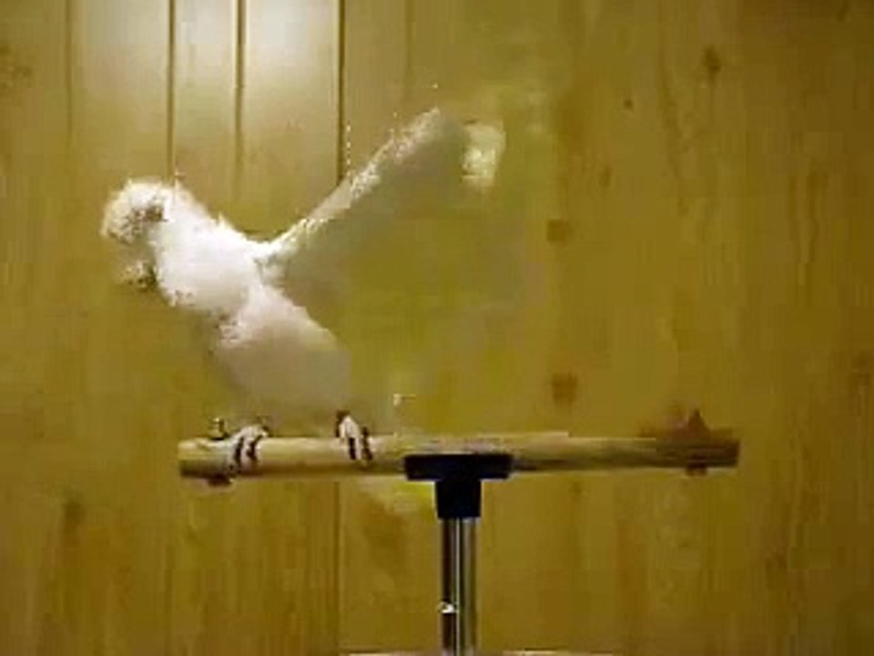 dancing funny parrot