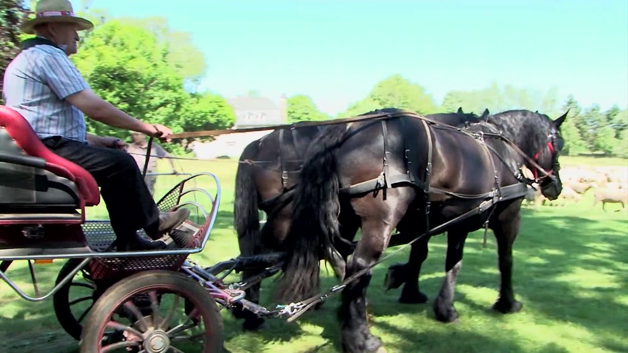 La transhumance est de retour / Aurillac