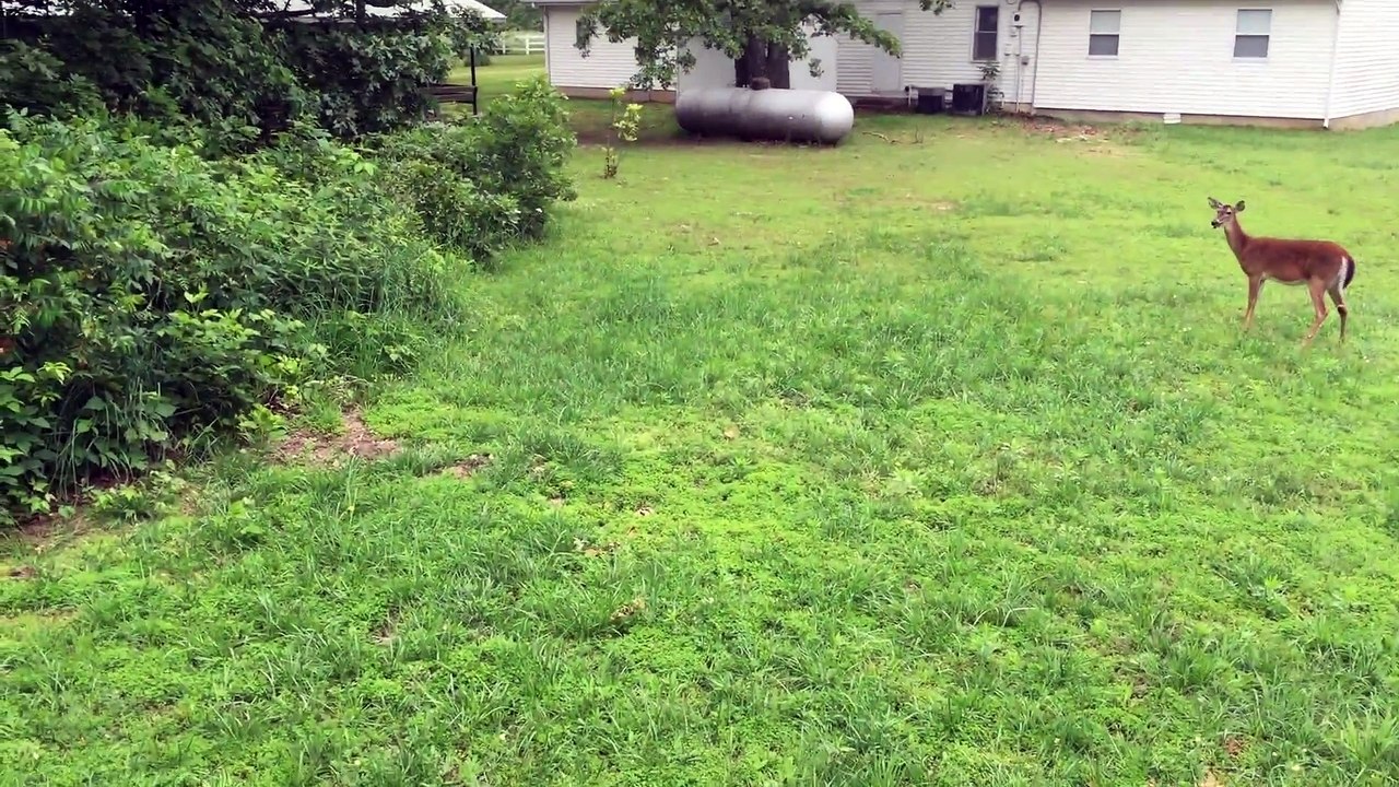 Deer Chase