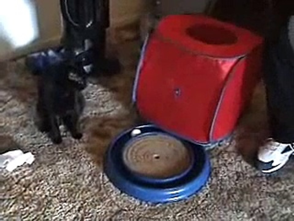 Sissy Cat Playing With Dad