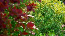 Alan Titchmarsh's Summer Garden - How to Maintain a Border - Waitrose Garden