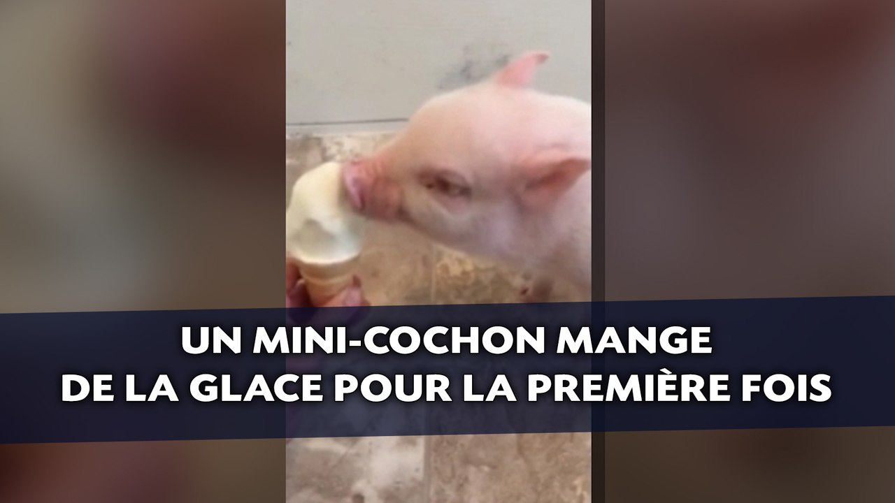 Un mini-cochon mange de la glace pour la première fois