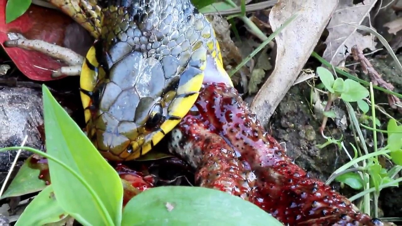 蛇（ヘビ）の食事ウシガエルヒキガエルゴトマツ弱肉強食