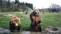 2 Waving Bears in Washington