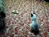 Que Susto Se Lleva El Gato!! jaja ★ Gato divertido gato chistoso gato tierno loco risa humor