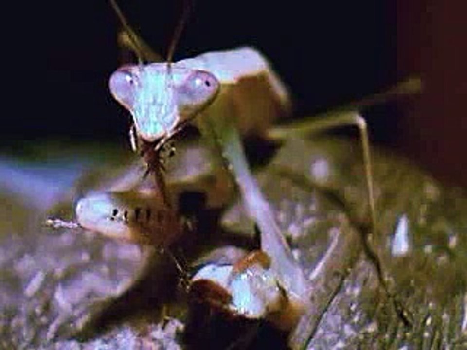 Mantodea/Enter Sandman