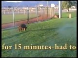 Quinn Van Tiekerhook Schutzhund Tracking with Dog Trainer 911 in Las Vegas