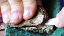 How to Open Oysters