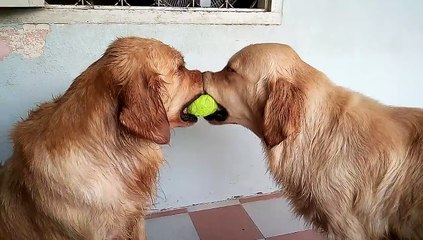 2 golden retrievers, 1 balle de tennis