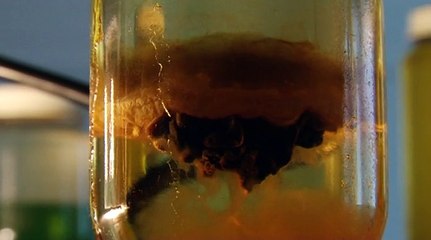 ‘Processus organique d’un organisme mécanique’