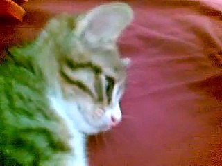 my little cute baby cat