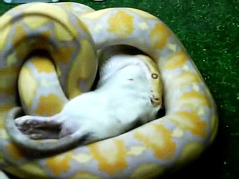 Python Reticulatus Albino Purple